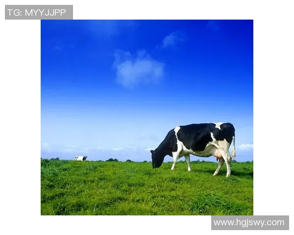 北爱尔兰与瑞士旅游攻略探秘自然风光与人文魅力